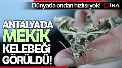 A­n­t­a­l­y­a­­d­a­ ­­m­e­k­i­k­ ­k­e­l­e­b­e­ğ­i­­ ­g­ö­r­ü­l­d­ü­